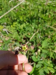 Geum rivale