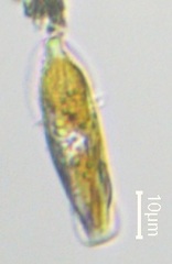 Entomoneis paludosa