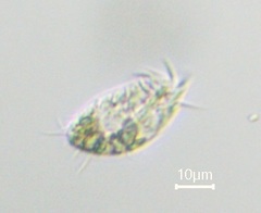 Euplotida