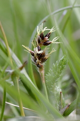 Luzula campestris