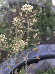 Capsella bursa-pastoris
