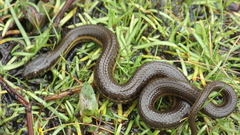 Thamnophis melanogaster