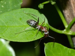 Camponotus vestitus