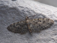 Eupithecia dodoneata