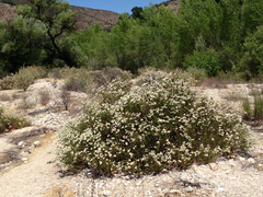 Eriogonum fasciculatum foliolosum