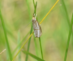 Thisanotia chrysonuchella