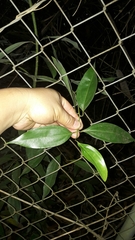 Cinnamomum yabunikkei