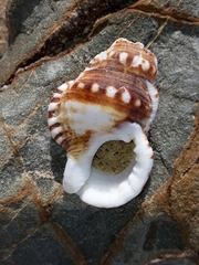 Ranella australasia