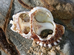 Ranella australasia