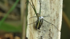 Leucauge blanda