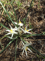 Leucocrinum montanum