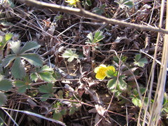 Potentilla canadensis