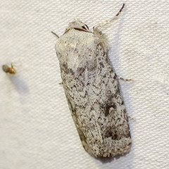 Proteuxoa amaurodes