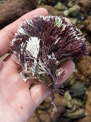 Amphiroa anceps