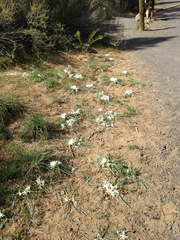 Leucocrinum montanum