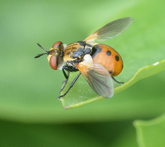 Gymnosoma dolycoridis