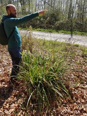 Carex pendula
