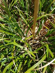 Carex pendula