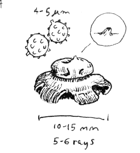 Geastrum (Photo 2 of 3)