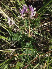 Astragalus cibarius