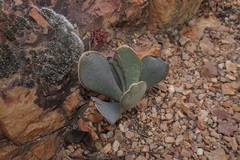 Adromischus sphenophyllus