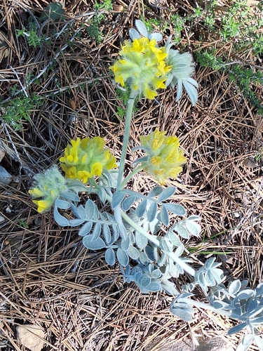 Foto de Anthyllis tejedensis