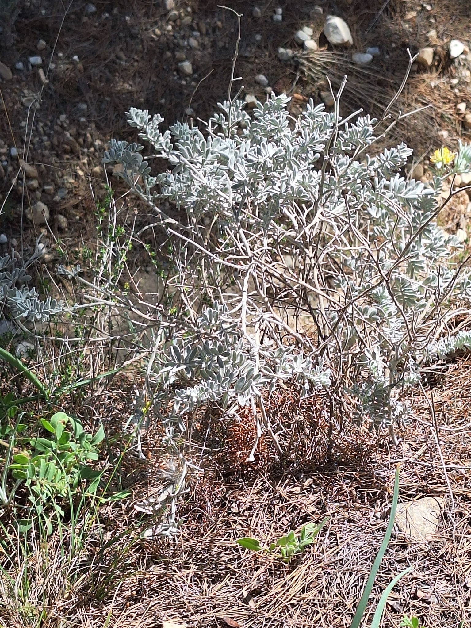 Imagem de Não há um nome popular amplamente reconhecido para "Anthyllis tejedensis" no Brasil