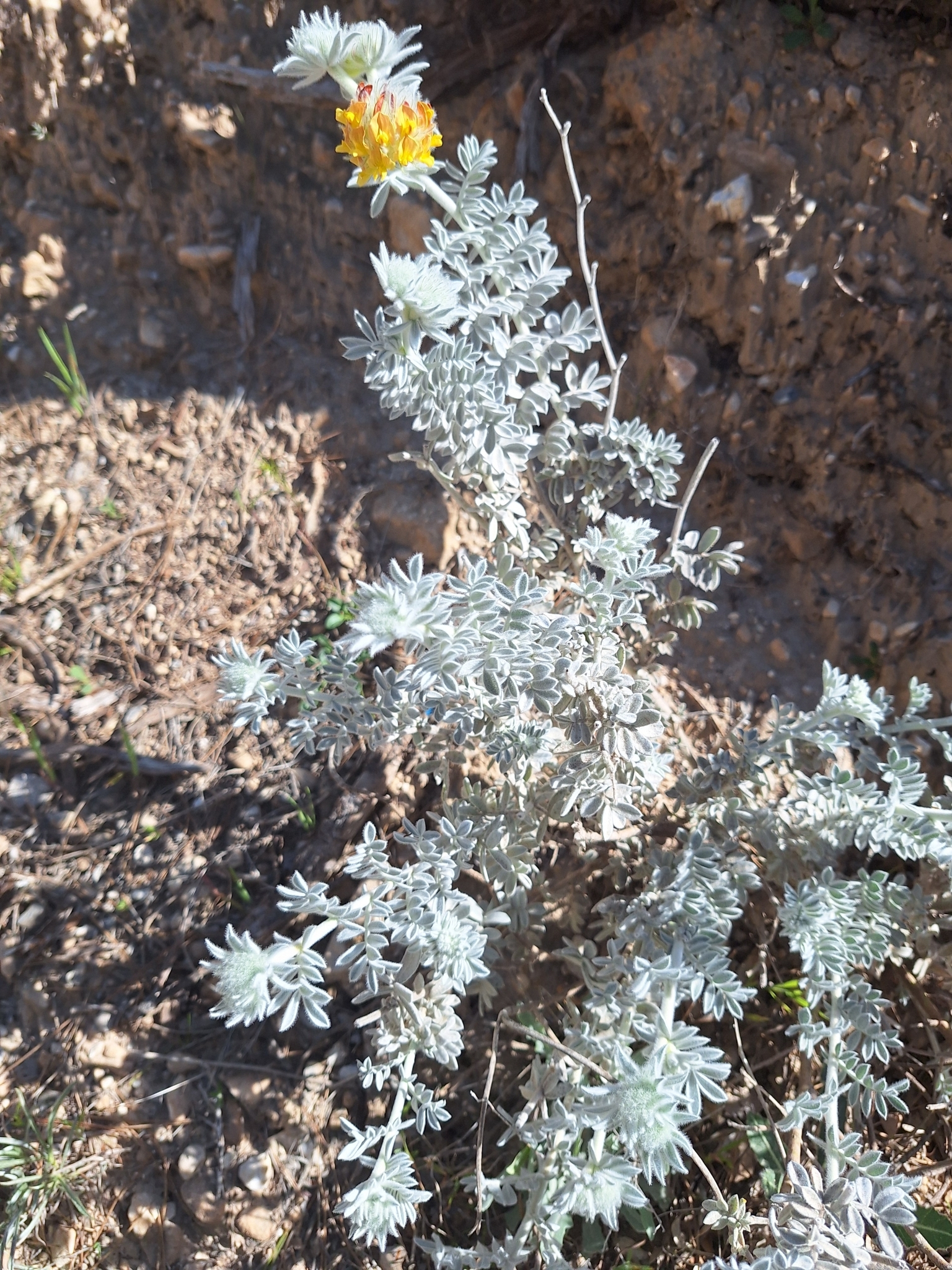 Imagem de Não há um nome popular amplamente reconhecido para "Anthyllis tejedensis" no Brasil
