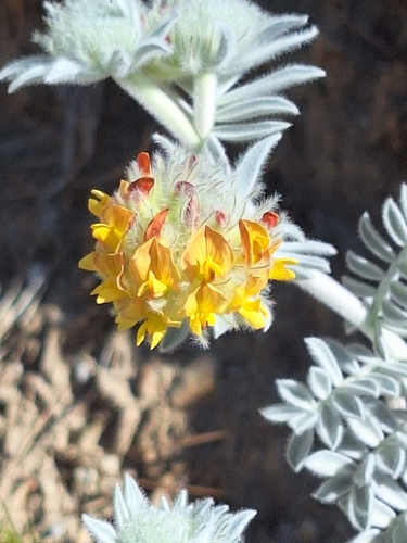 Foto de Anthyllis tejedensis