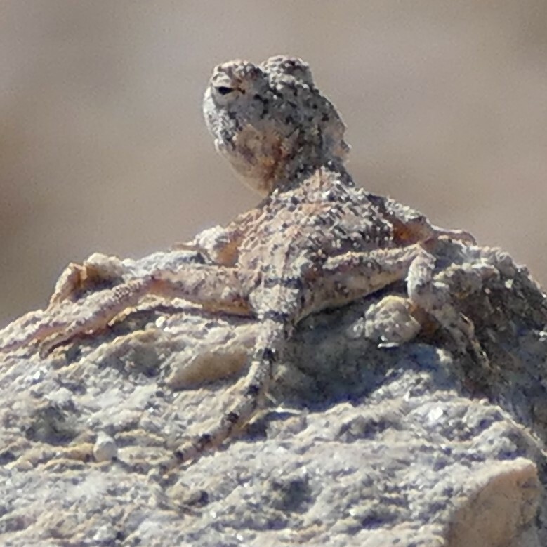 Agama anchietae Bocage, 1896