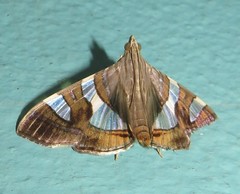 Glyphodes bitriangulalis