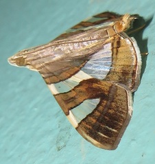 Glyphodes bitriangulalis
