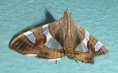 Glyphodes bitriangulalis