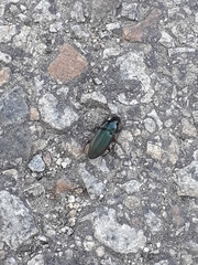 Harpalus affinis