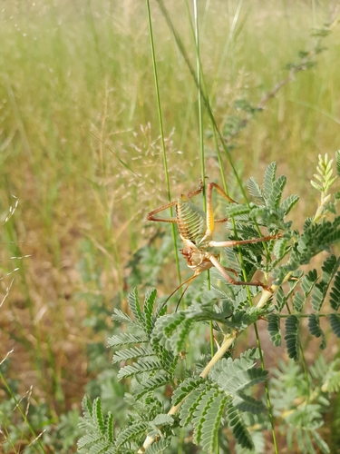 Brown Armoured Corncricket