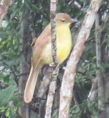 Chlorocichla flaviventris flaviventris