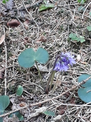 Soldanella montana