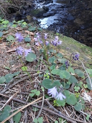 Soldanella montana
