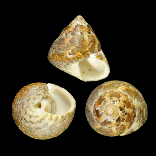 Steromphala adansonii