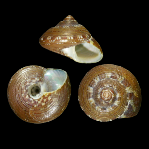 Steromphala umbilicaris (Linnaeus, 1758)