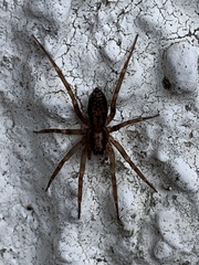 Liocranum rupicola