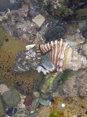 Clibanarius virescens