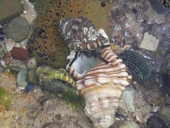 Clibanarius virescens