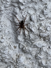 Liocranum rupicola
