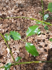 Ilex aquifolium