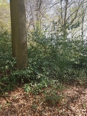 Ilex aquifolium