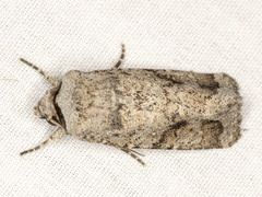 Proteuxoa amaurodes