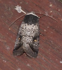 Proteuxoa restituta