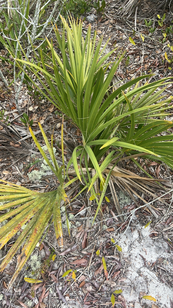 Scrub Palmetto from Venus on March 1, 2024 at 10:41 AM by birding_sd ...