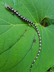 Isthmian Alligator Lizard photo 2